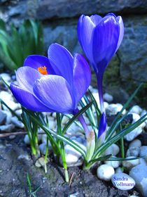 Blue Flowers by Sandra  Vollmann