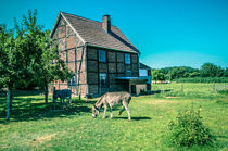 Ein Esel mit Haus by Marianne Drews