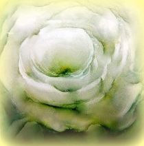weiße rose... von hedy beith