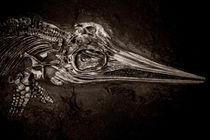 Ichthyosaurus by Bastian  Kienitz