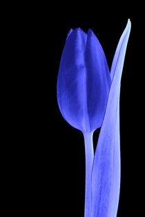 Tulip glowing blue by leddermann