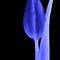 Tulpe-gelb-010-blueb