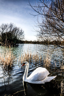 The Peaceful Swan by David Pyatt