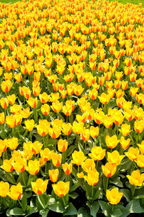 Yellow and red Stresa tulips abloom by Arletta Cwalina