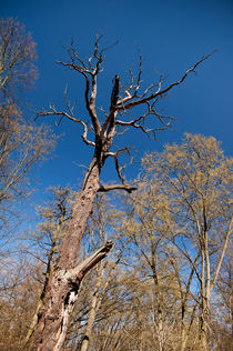 Old dead trunk decayed tree von Arletta Cwalina