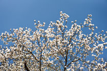 White Magnolia blossoms bunch von Arletta Cwalina