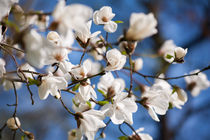 White Magnolia spring flowers von Arletta Cwalina