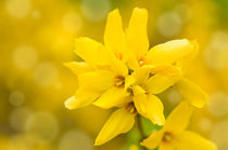 Forsythia bright yellow flowers von Arletta Cwalina