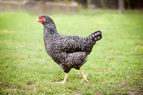 patchy plymouth rock chicken by Arletta Cwalina