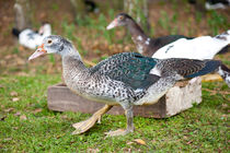 Young Muscovy Duck birds  by Arletta Cwalina