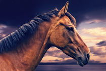Pferd am Meer by AD DESIGN Photo + PhotoArt