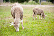 Two sheeps eating grass von Arletta Cwalina