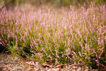 Bunches of wild pink heather by Arletta Cwalina