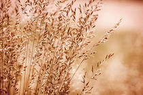 sepia toned grass inflorescence by Arletta Cwalina