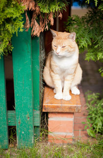 stray waif red cat sitting by Arletta Cwalina