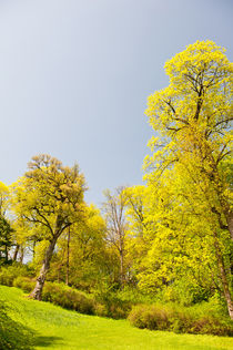spring trees vibrant nature view by Arletta Cwalina