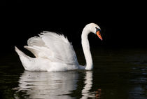 Mute Swan Cygnus olor at lake by Arletta Cwalina