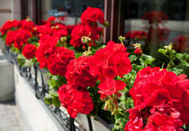Bunches of vibrant red Pelargonium by Arletta Cwalina