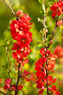 Chaenomeles shrub red flowering by Arletta Cwalina