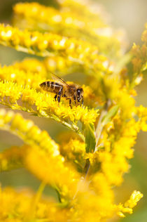 Bee sitting on Solidago virgaurea by Arletta Cwalina