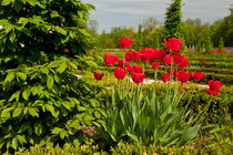 elm and red tulips arranged von Arletta Cwalina