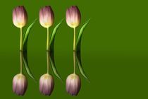 Tulpen von Christiane Calmbacher