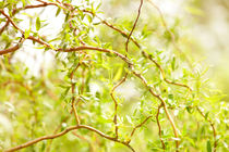 Willow Salix Alba tree twigs by Arletta Cwalina