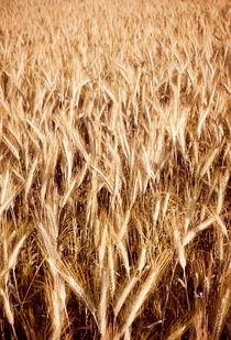 golden cereal grain ears on field by Arletta Cwalina