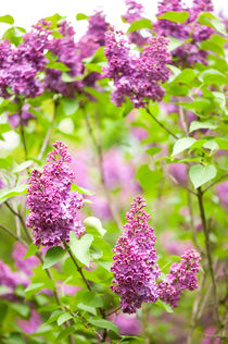 Purple Syringa vulgaris or lilac by Arletta Cwalina