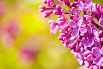 Pink Syringa or lilac flowerets by Arletta Cwalina