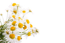 white flowerheads of chamomile von Arletta Cwalina