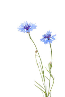 Two blue cornflowers by Arletta Cwalina