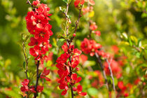 Chaenomeles shrub red blossoms by Arletta Cwalina