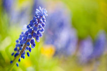 blue Muscari Mill flower stem by Arletta Cwalina