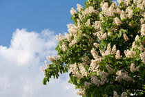 tree of blooming Aesculus by Arletta Cwalina