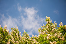 Blossoming Aesculus tree on blue sky by Arletta Cwalina