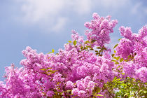 Lilac vibrant pink bunches by Arletta Cwalina