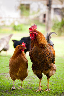 Two Rhode Island Red chickens by Arletta Cwalina