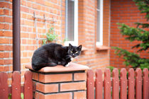 lonely stray black cat sitting von Arletta Cwalina