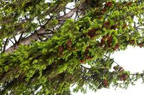 Large spruce fresh shoots by Arletta Cwalina