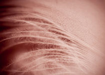 Extreme closeup of sepia feather by Arletta Cwalina