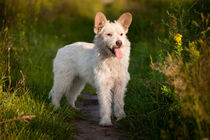 small white stray dog in meadow by Arletta Cwalina