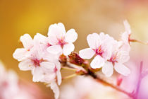 Blooming fairy cherry tree flowers von Arletta Cwalina