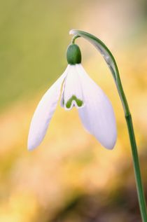 Snowdrop flower by Jeremy Sage