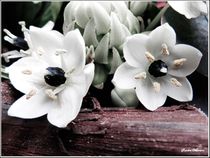 Milchsterne White Flower 2  by Sandra  Vollmann