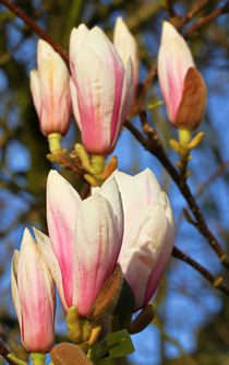 Magnolienblüten von Bernhard Kaiser
