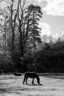 New Forest Silhouette by Malc McHugh