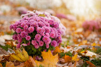 Chrysanthemum clump and autumn leaves by Arletta Cwalina