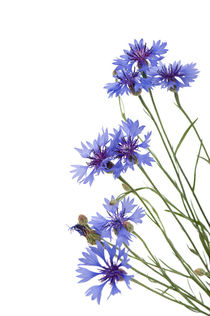 Slant blue cornflower flowers by Arletta Cwalina