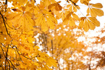 chestnut autumn yellow leaves von Arletta Cwalina